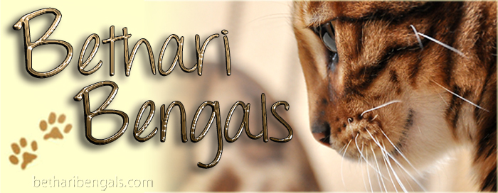 Bengal Katzen Zucht 